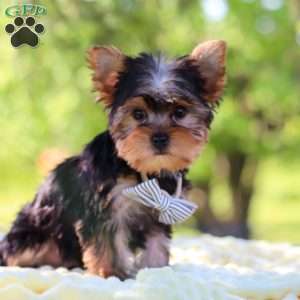 Bolt, Yorkie Puppy